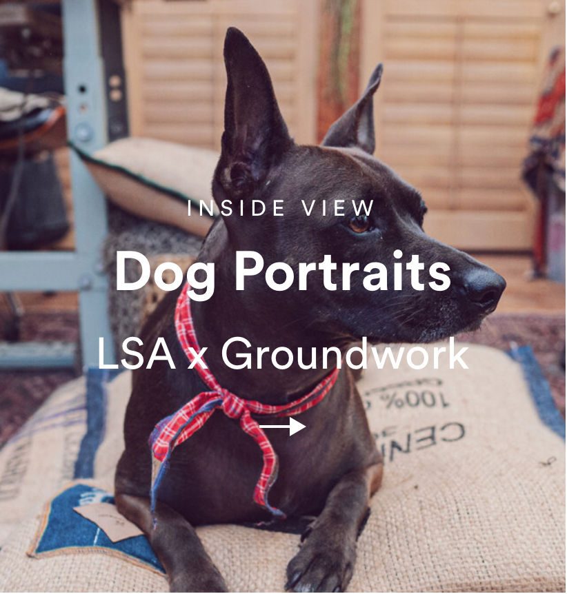 Dog Portraits